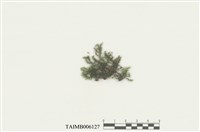 藏品(樹雉尾苔)的圖片